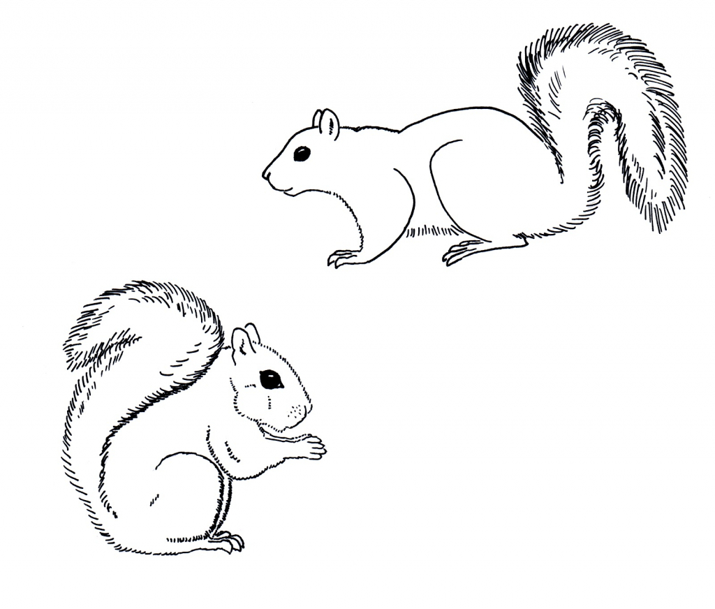 Simple Squirrel Drawing at Explore collection of