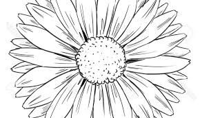 293x172 image result for sunflower drawings small simple art sunflower - Simple Sunflower Drawing