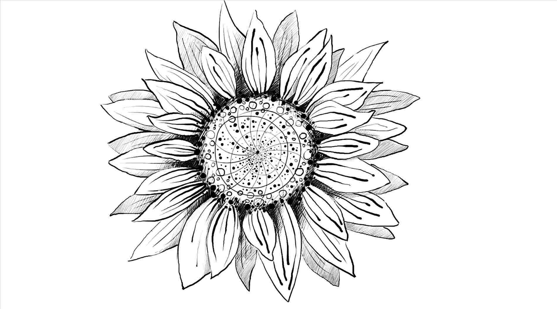 1899x1053 Simple Sunflower Drawing - Simple Sunflower Drawing