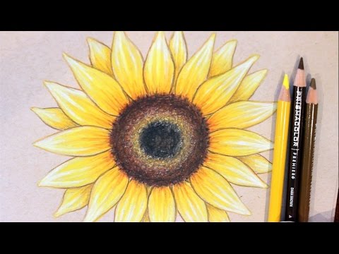 480x360 Sunflower Drawing Tutorial - Simple Sunflower Drawing