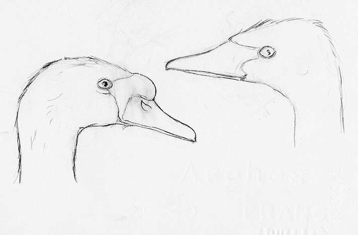 710x467 How To Draw A Swan Step - Simple Swan Drawing