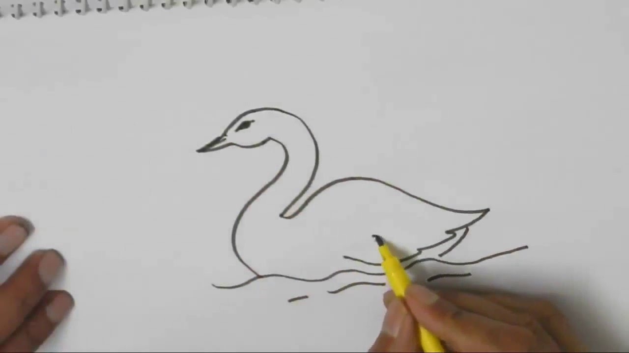 1280x720 How To Draw A Swan In Easy Steps For Children, Kids, Beginners - Simple Swan Drawing