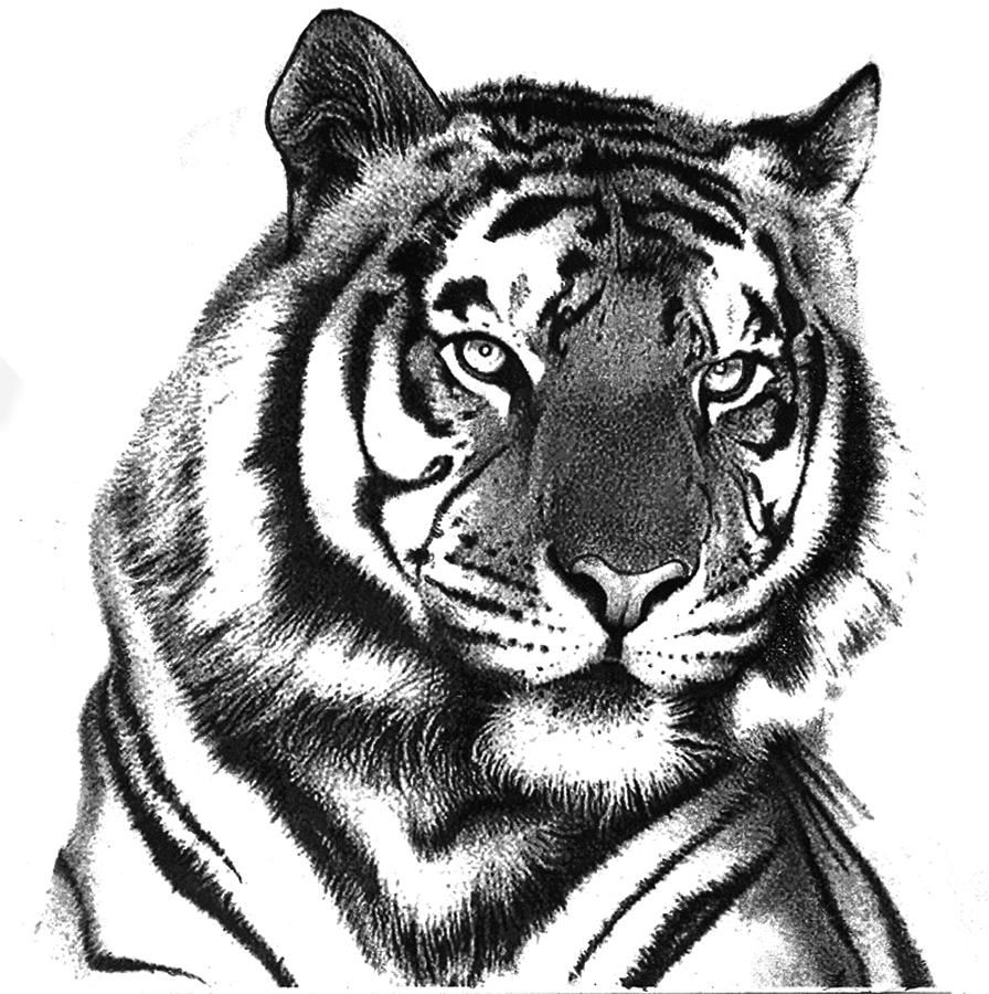 Simple Tiger Drawing at PaintingValley.com | Explore collection of ...