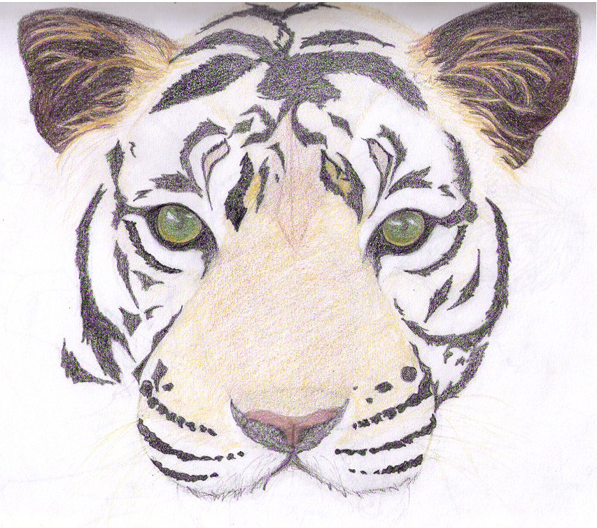 Simple Tiger Face Drawing at PaintingValley.com | Explore collection of