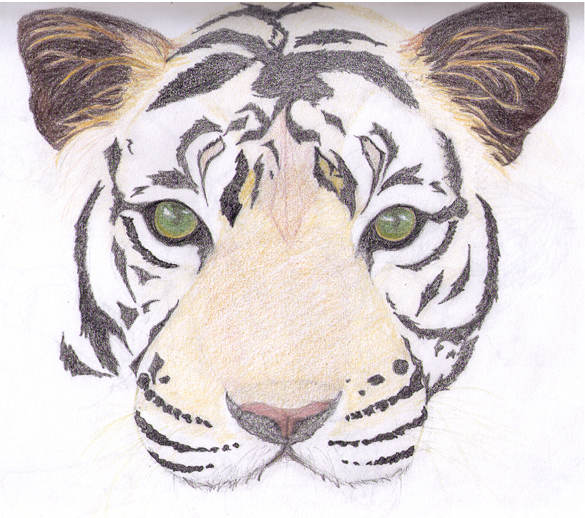 Simple Tiger Face Drawing at Explore collection of