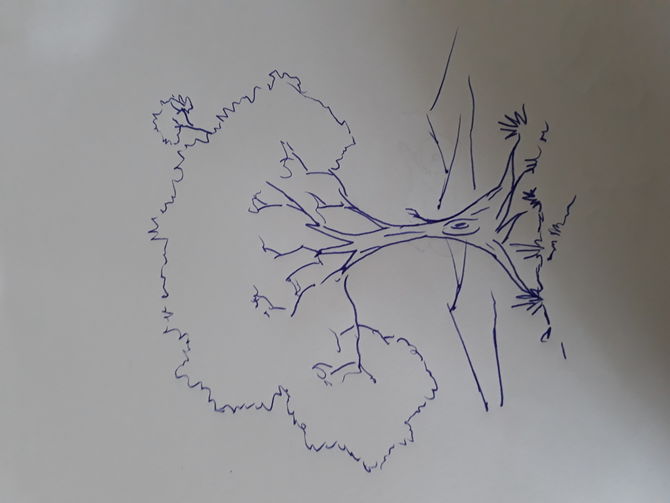 670x503 How To Draw A Simple Tree Steps - Simple Tree Drawing