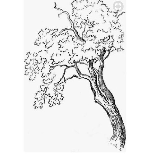 483x512 Simple Tree Drawing Tutorials Apk - Simple Tree Drawing