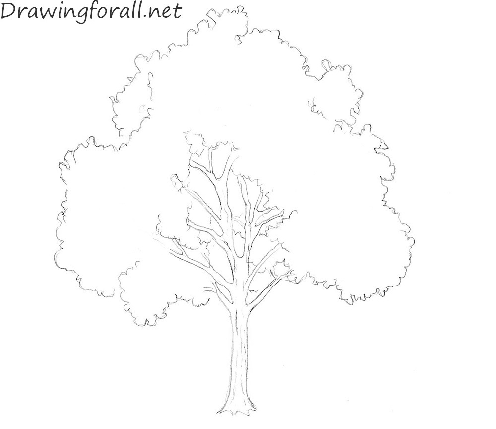 Simple Tree Drawing At Paintingvalley.com 