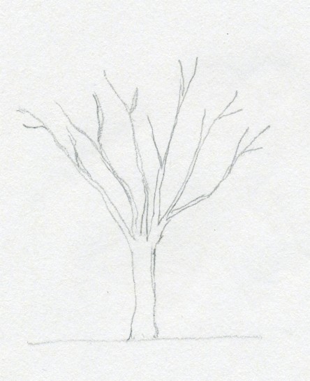 444x546 Draw A Tree Simply And Easily - Simple Tree Drawing