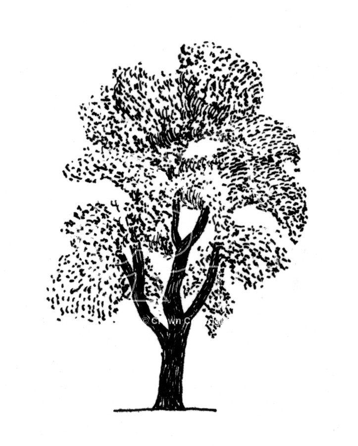 723x900 simple tree line drawing with stippling effect for leaves diy - Simple Tree Line Drawing