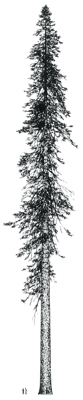 291x1403 tall tree drawing black tree silhouette on white background tall - Simple Tree Line Drawing