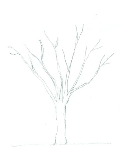 444x546 basic tree drawing basic tree coloring - Simple Tree Line Drawing