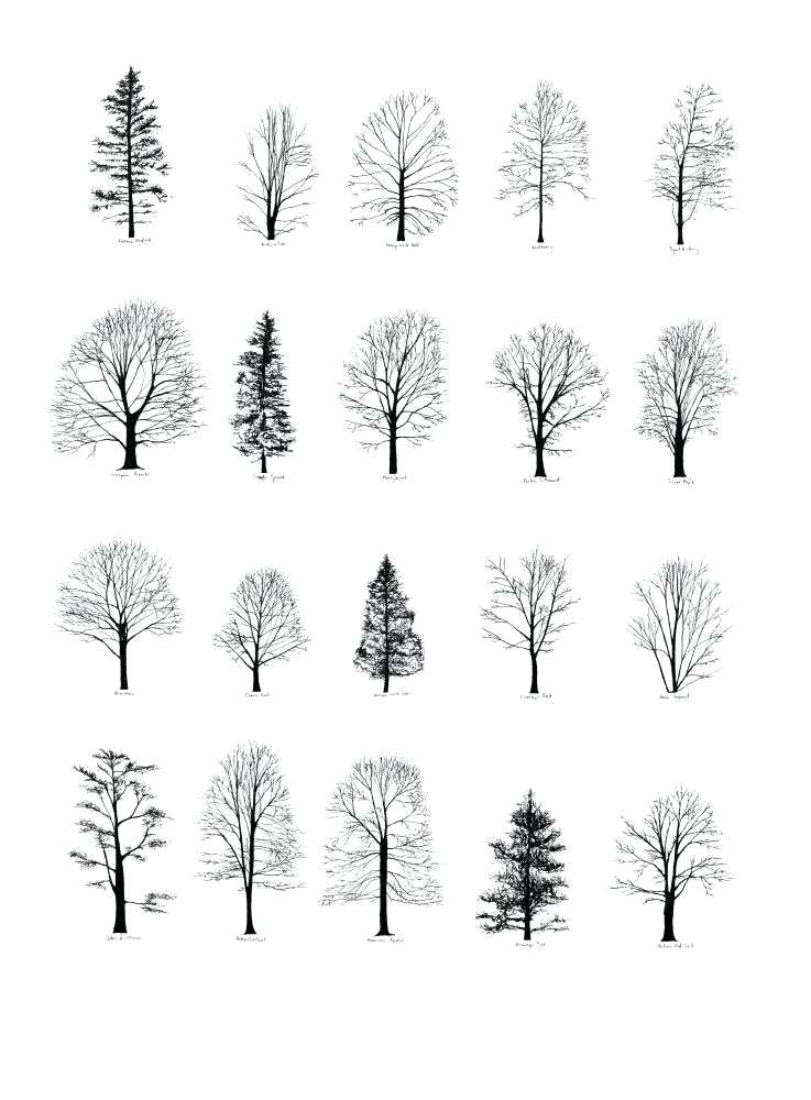 Simple Tree Line Drawing at Explore collection of