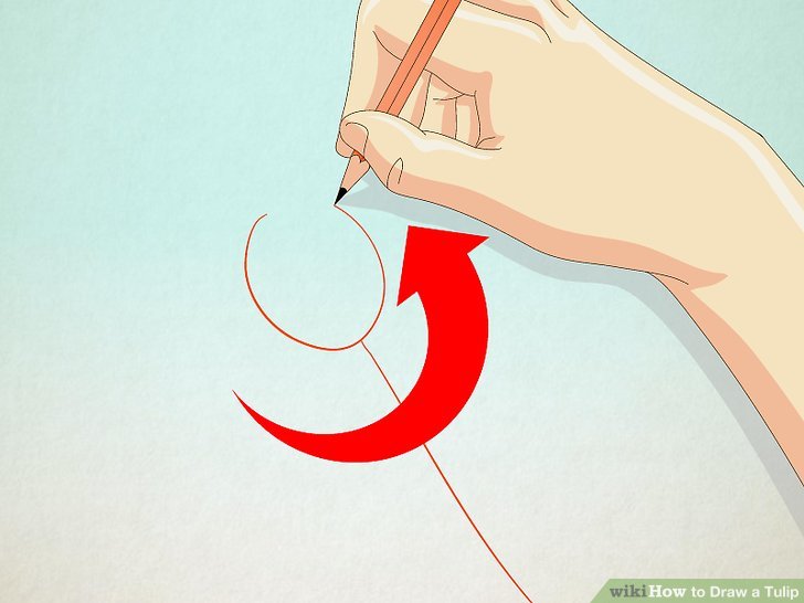 728x546 how to draw a tulip steps - Simple Tulip Drawing