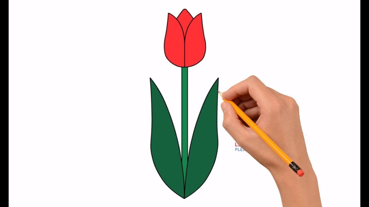 1280x720 how to draw a tulip flower step - Simple Tulip Drawing