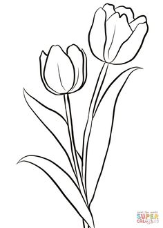 236x330 how to draw a tulip step - Simple Tulip Drawing