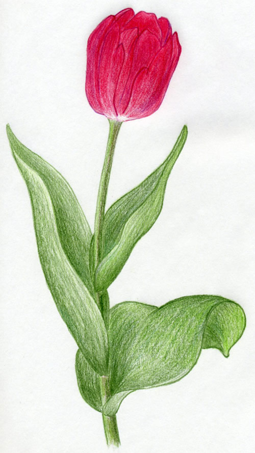 500x889 draw tulip flowers in few easy steps - Simple Tulip Drawing