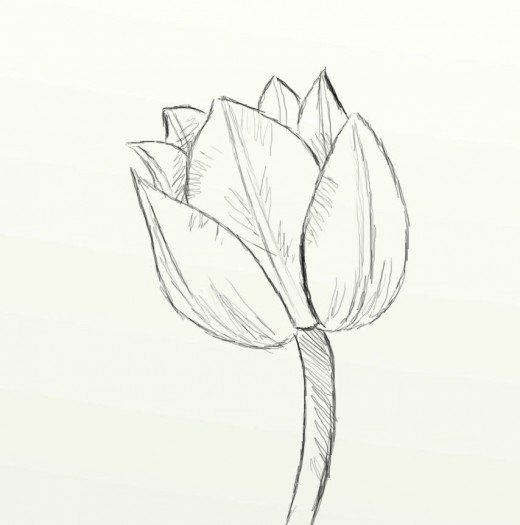 520x525 how to draw a beautiful tulip feltmagnet - Simple Tulip Drawing