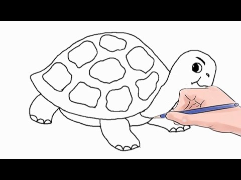 480x360 How To Draw A Turtle Easy Step - Simple Turtle Drawing