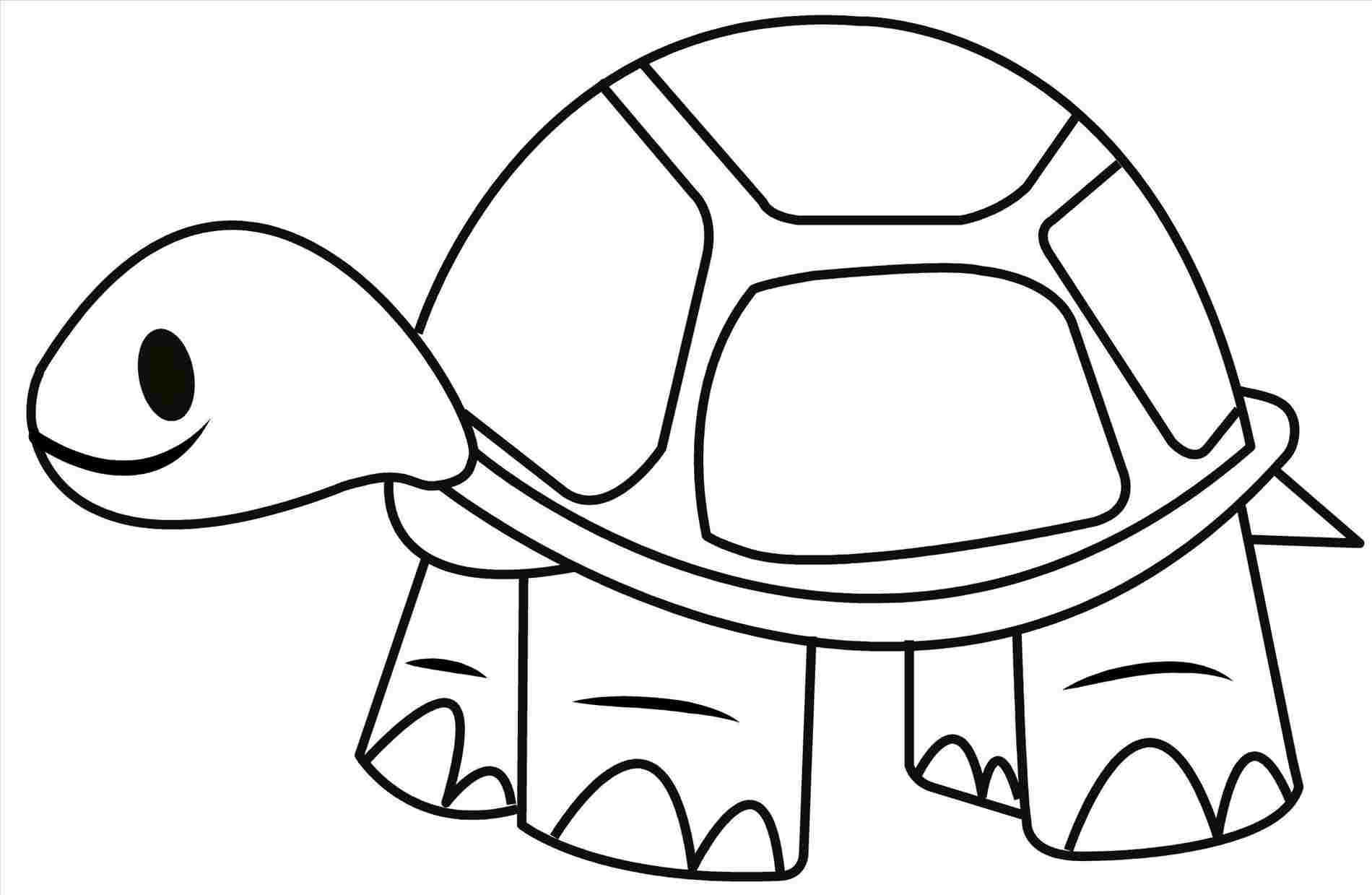 Simple Turtle Drawing At Paintingvalley.com 