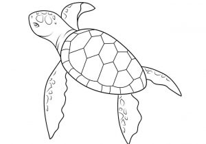 300x210 Rhcom Drawings Of Turtles Coloring Rhdrawingslycom - Simple Turtle Drawing