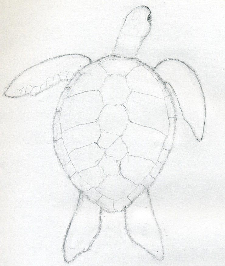740x874 How To Draw A Turtle - Simple Turtle Drawing