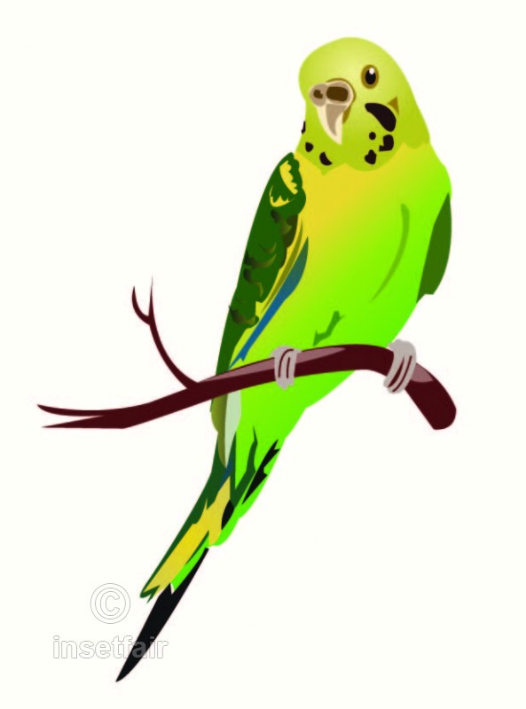 593x800 parakeet bird simple vector drawing - Simple Vector Drawing