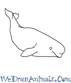 300x350 how to draw a beluga whale - Simple Whale Drawing