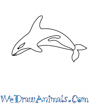 300x350 How To Draw A Killer Whale - Simple Whale Drawing