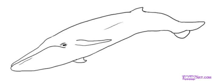 700x268 How To Draw A Whale, Step - Simple Whale Drawing