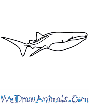 300x350 How To Draw A Whale Shark - Simple Whale Drawing