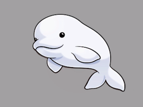 481x360 how to draw a beluga whale step - Simple Whale Drawing