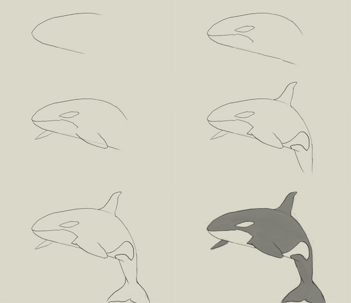700x605 How To Draw Killer Whale - Simple Whale Drawing