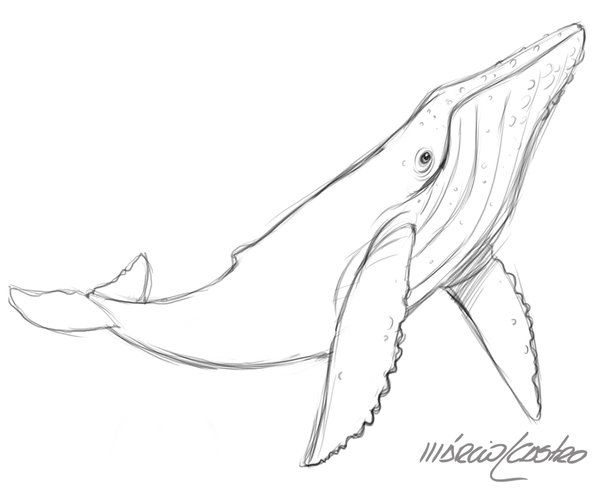 600x494 nautical in whale sketch, whale - Simple Whale Drawing