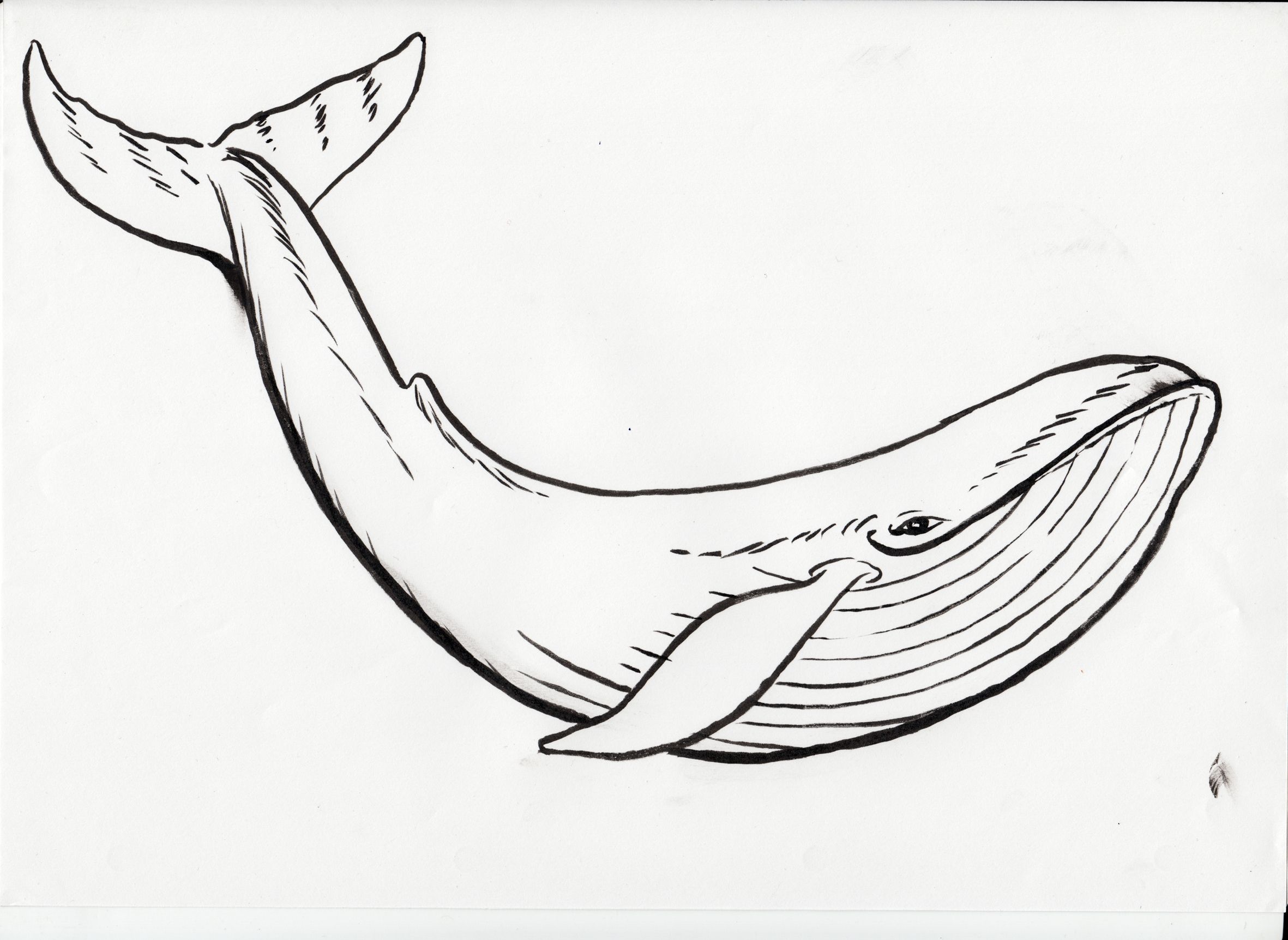 Simple Whale Drawing at Explore collection of