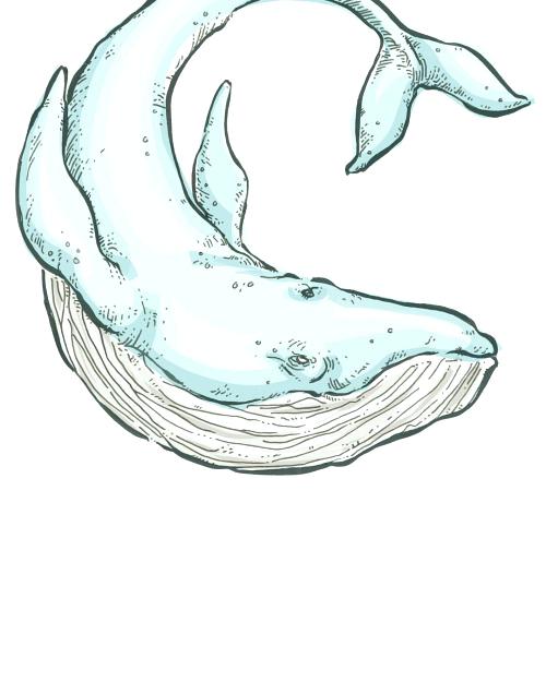 500x625 Whale Drawing - Simple Whale Drawing