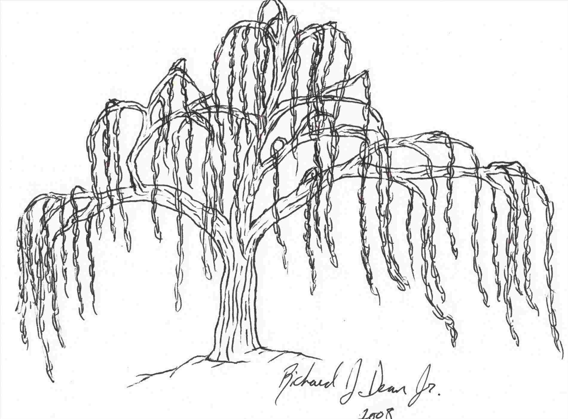 Simple Willow Tree Drawing at Explore collection
