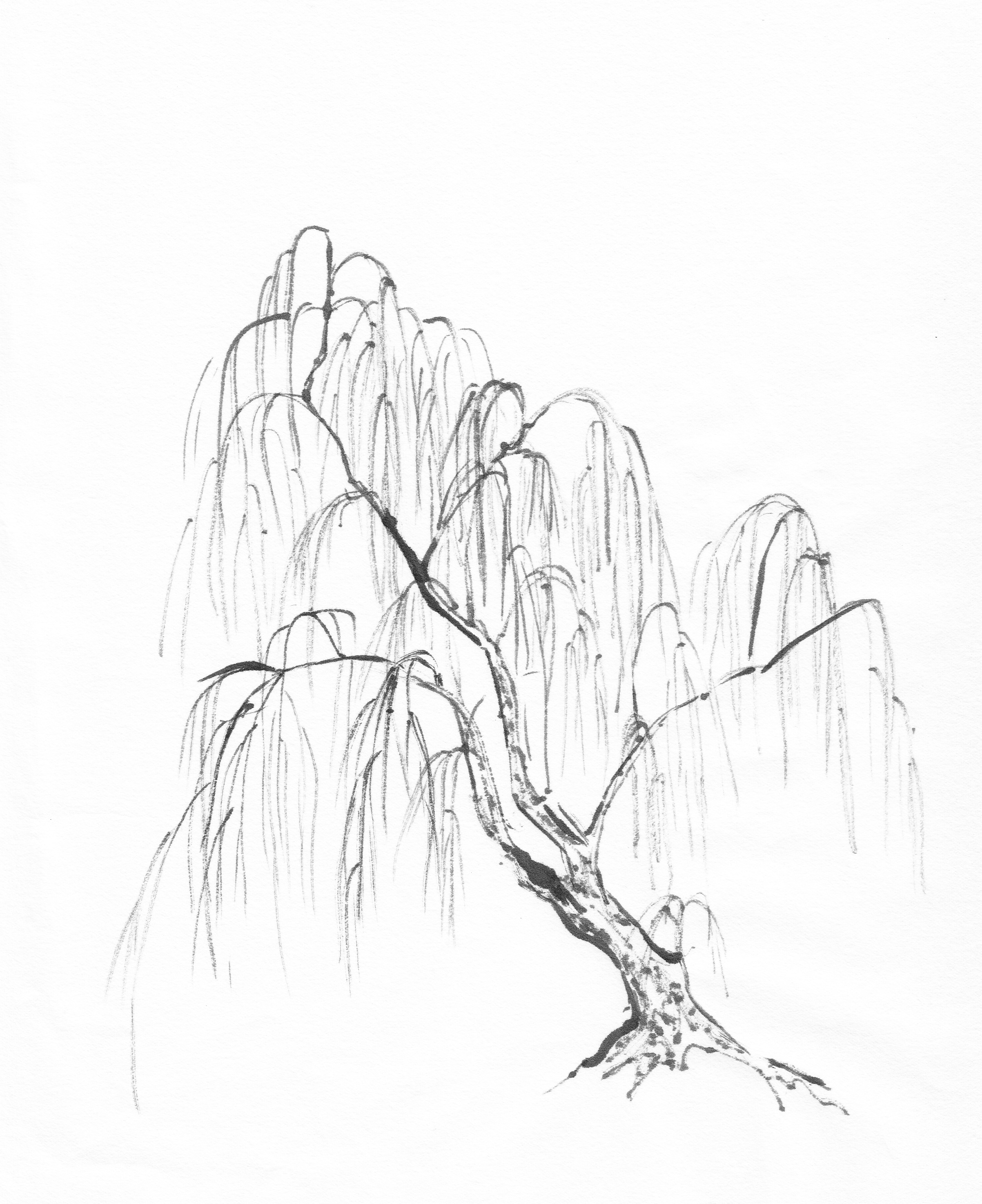 Simple Willow Tree Drawing at Explore collection