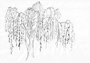 300x210 For Personal Rhgetdrawingscom Tumblr Ua Ngorongclub Signs U - Simple Willow Tree Drawing