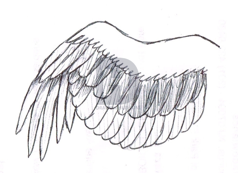 973x709 How To Draw A Simple Bird Wing, Step - Simple Wings Drawing