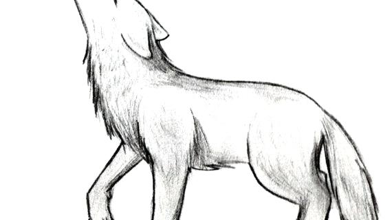 570x320 Wolf Drawing Easy Ds Design - Simple Wolf Drawing