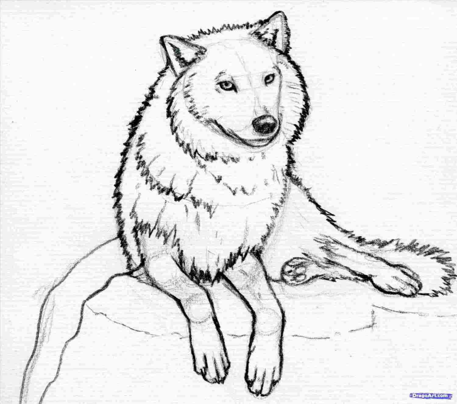 Simple Wolf Drawing at Explore collection of