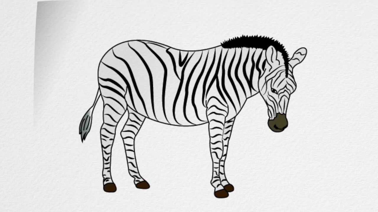 1280x720 How To Draw A Zebra Step - Simple Zebra Drawing