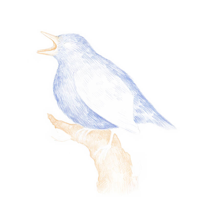 850x856 how to draw a bird step - Singing Bird Drawing