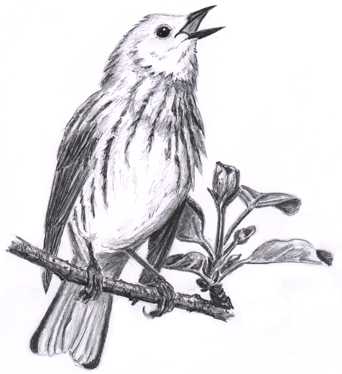 Singing Bird Drawing at PaintingValley.com | Explore collection of ...