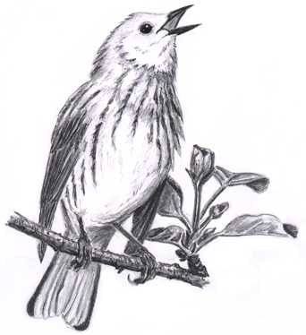 342x374 bird watcher's general store - Singing Bird Drawing
