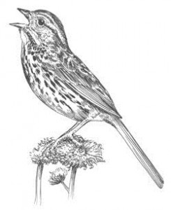 245x300 the singing life of birds donald kroodsma - Singing Bird Drawing