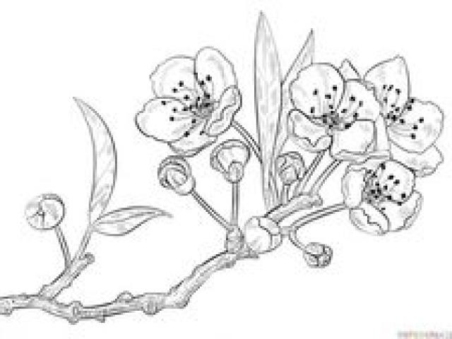 640x480 drawn cherry blossom single - Single Cherry Blossom Drawing