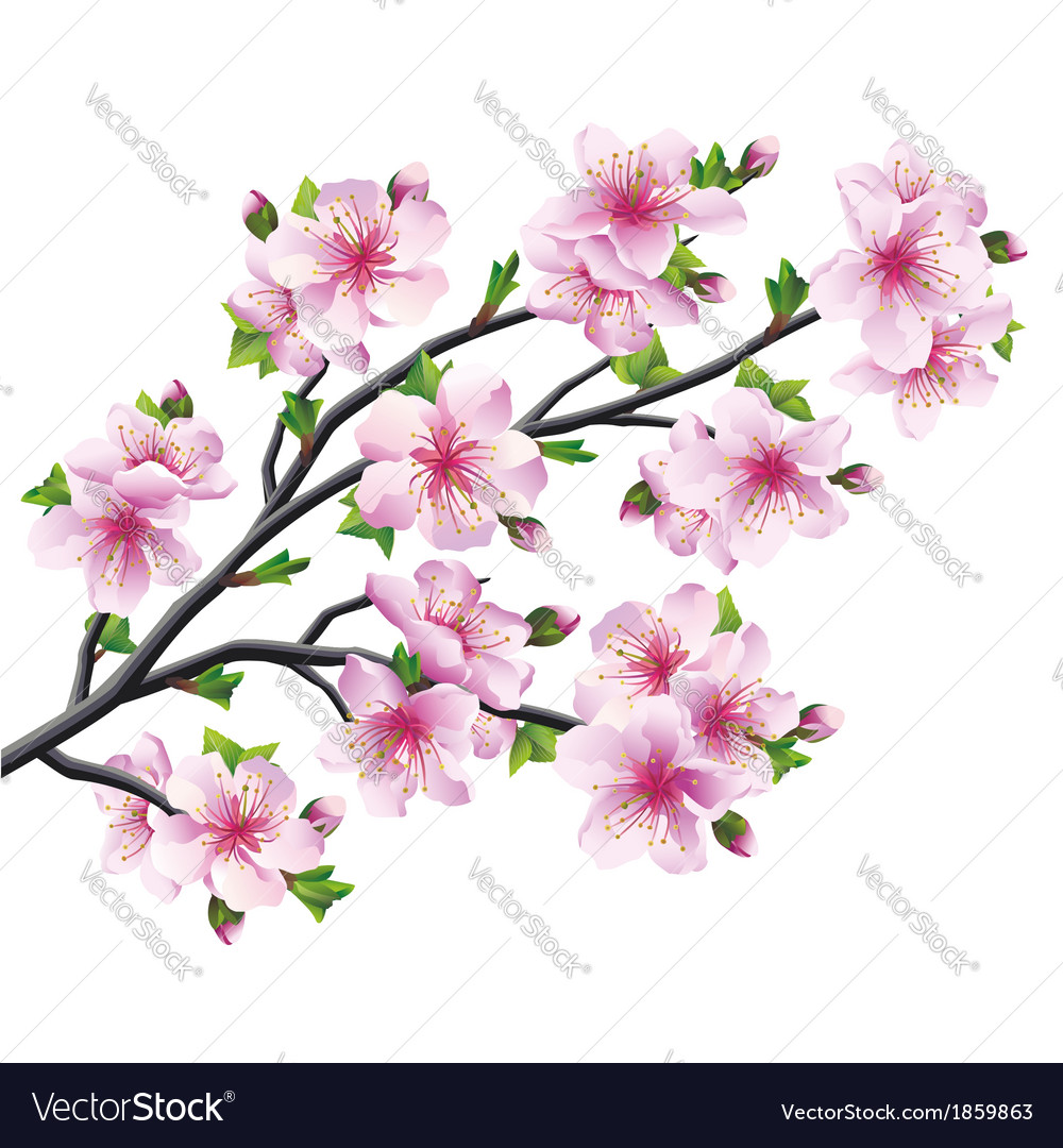 1000x1080 Nail Designs Cherry Blossom - Single Cherry Blossom Drawing