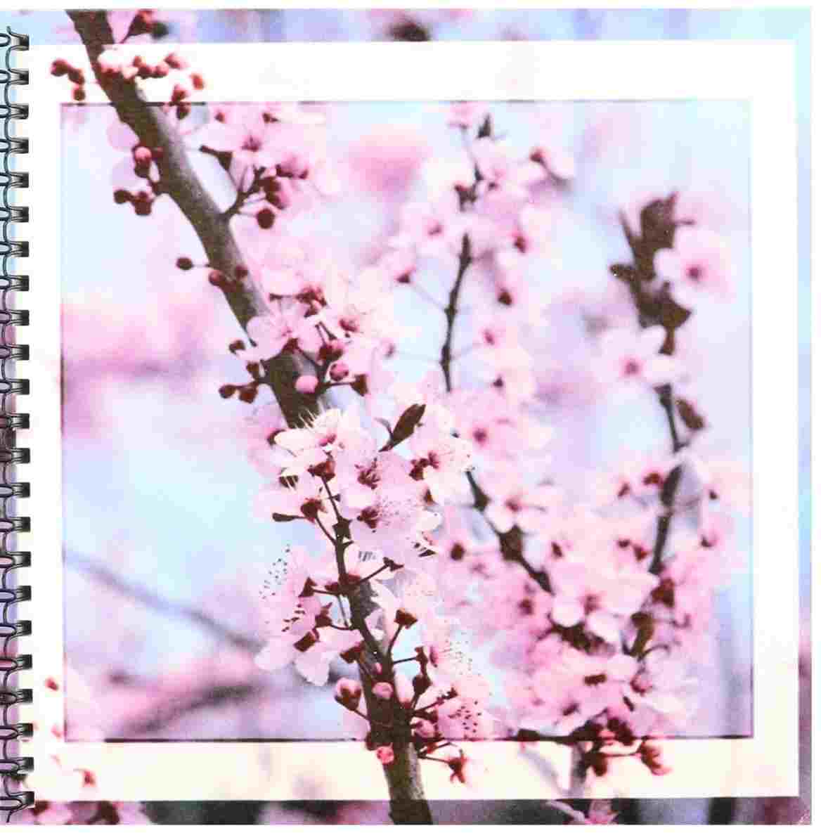 1168x1185 single cherry blossom drawing - Single Cherry Blossom Drawing